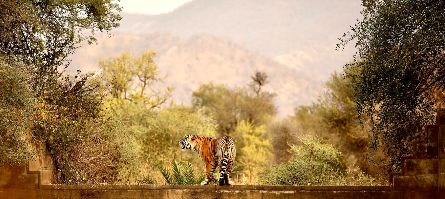 Sariska Tiger Reserve