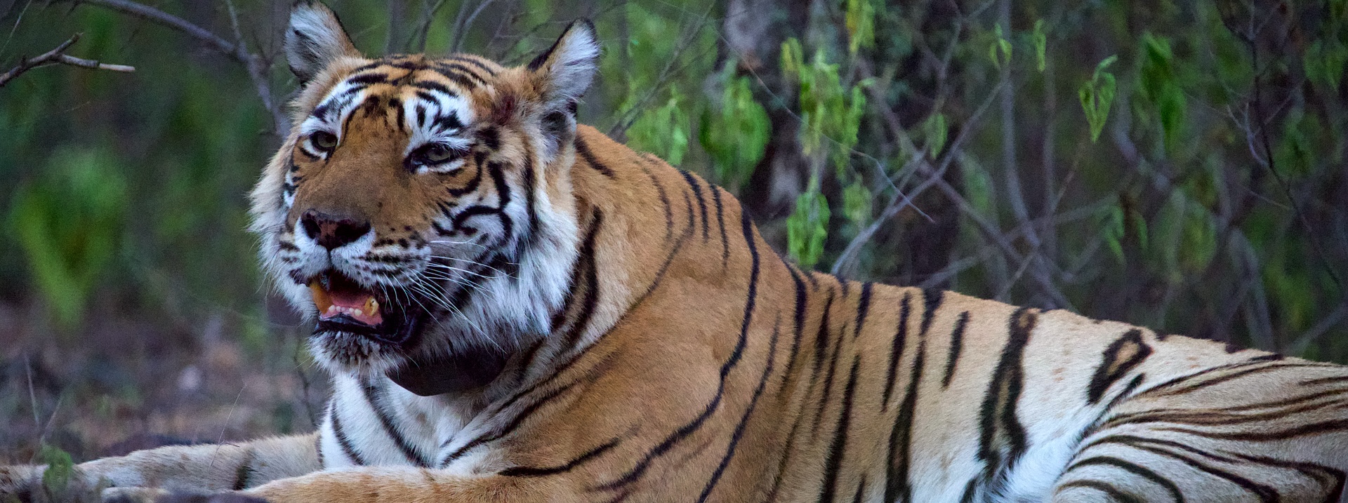 Jungle Safari in Sariska