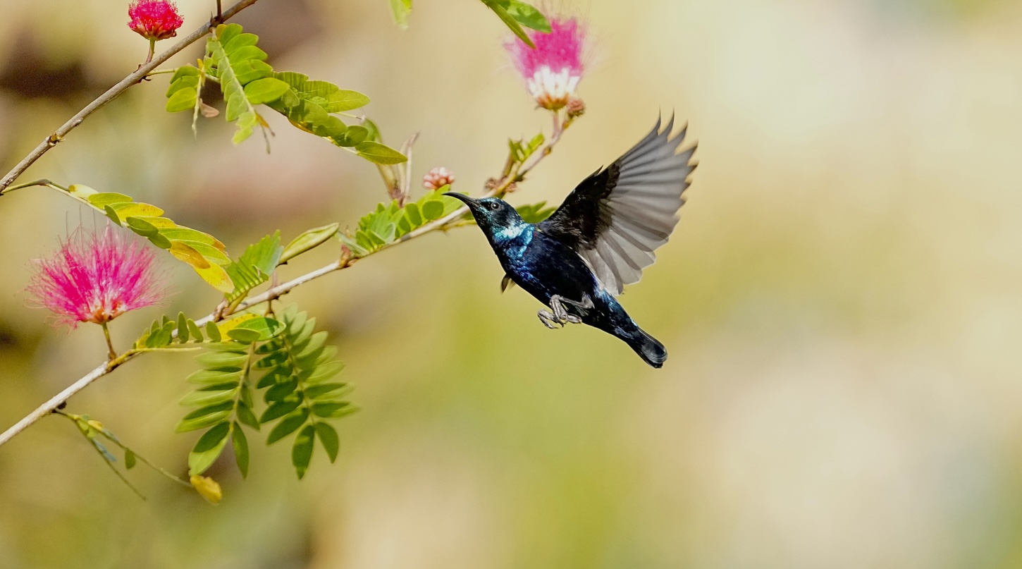 Birding at Sariska Safari Lodge